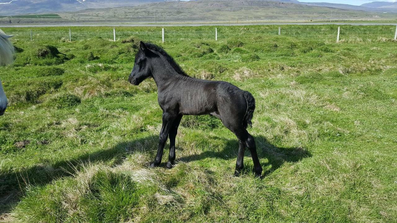Midsitja Varmahlid (North Iceland)
